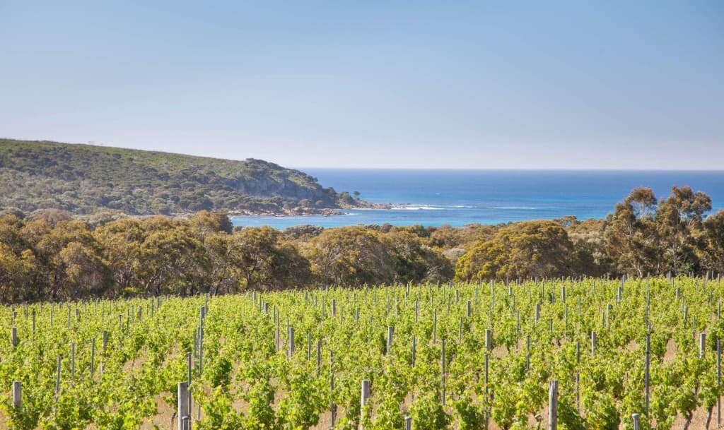 Vineyard rows overlooking the Margaret River coastline in Western Australia
